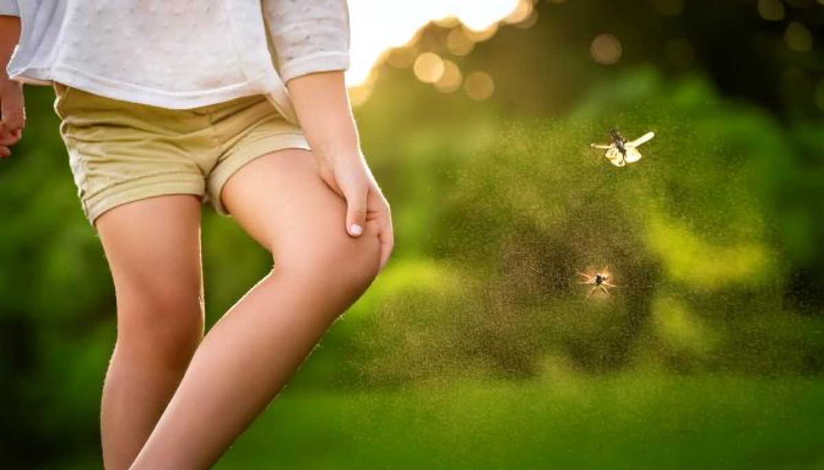 Comment soigner les piqûres d'insectes et éviter les moustiques cet été ?