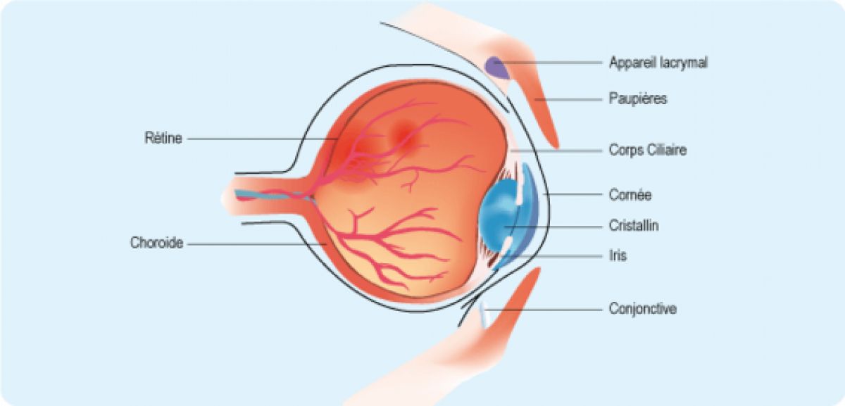 Conjonctivite : origines, formes et traitements