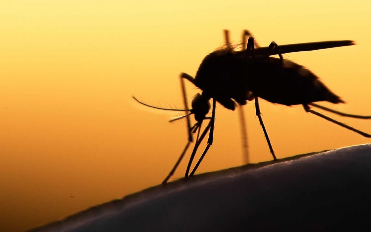 La dengue, comment bien se protéger ?